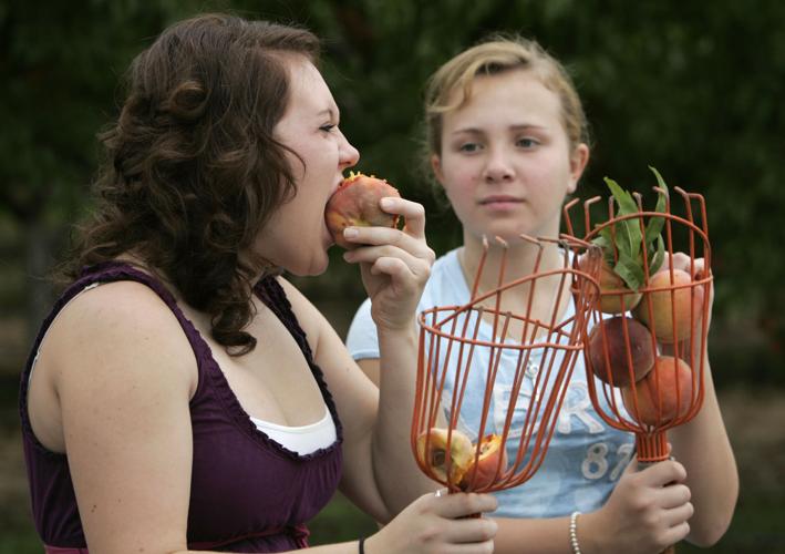 Saturday, July 22-Sunday, July 23 — Go peach-pickin at Apple Annie's