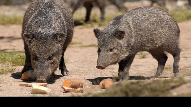 Wildlife officials searching for information on javelina killing  