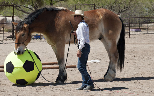Equine Fundraiser