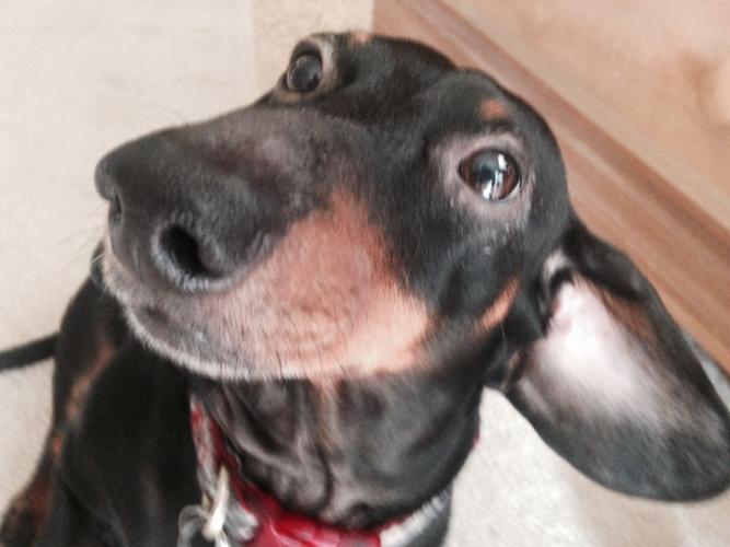 Happy National Dog Day!