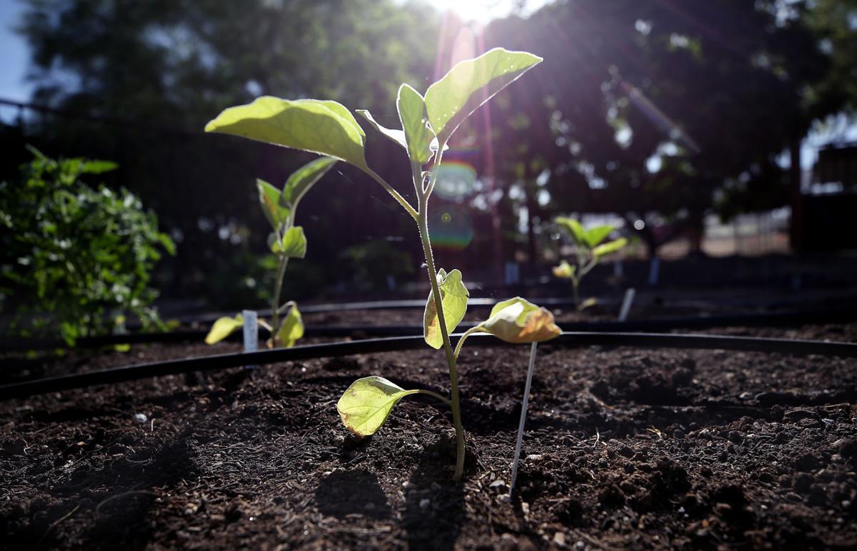 Tucson Gardening A Blow By Blow Look At Raised Beds Vs Basins