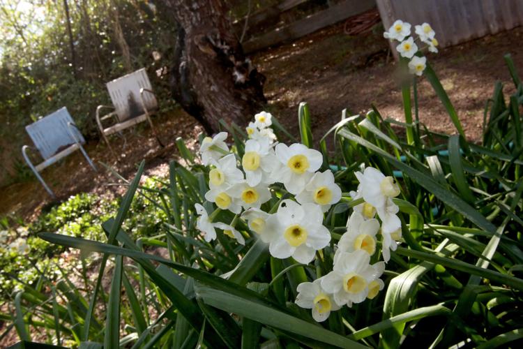 Rillito Bend Neighborhood garden tour