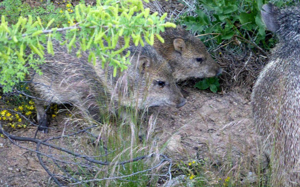Tucson Wildlife Center gives tips to prevent baby javelinas from