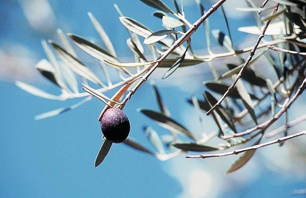 Warmth, wind mean misery as allergy season starts early  