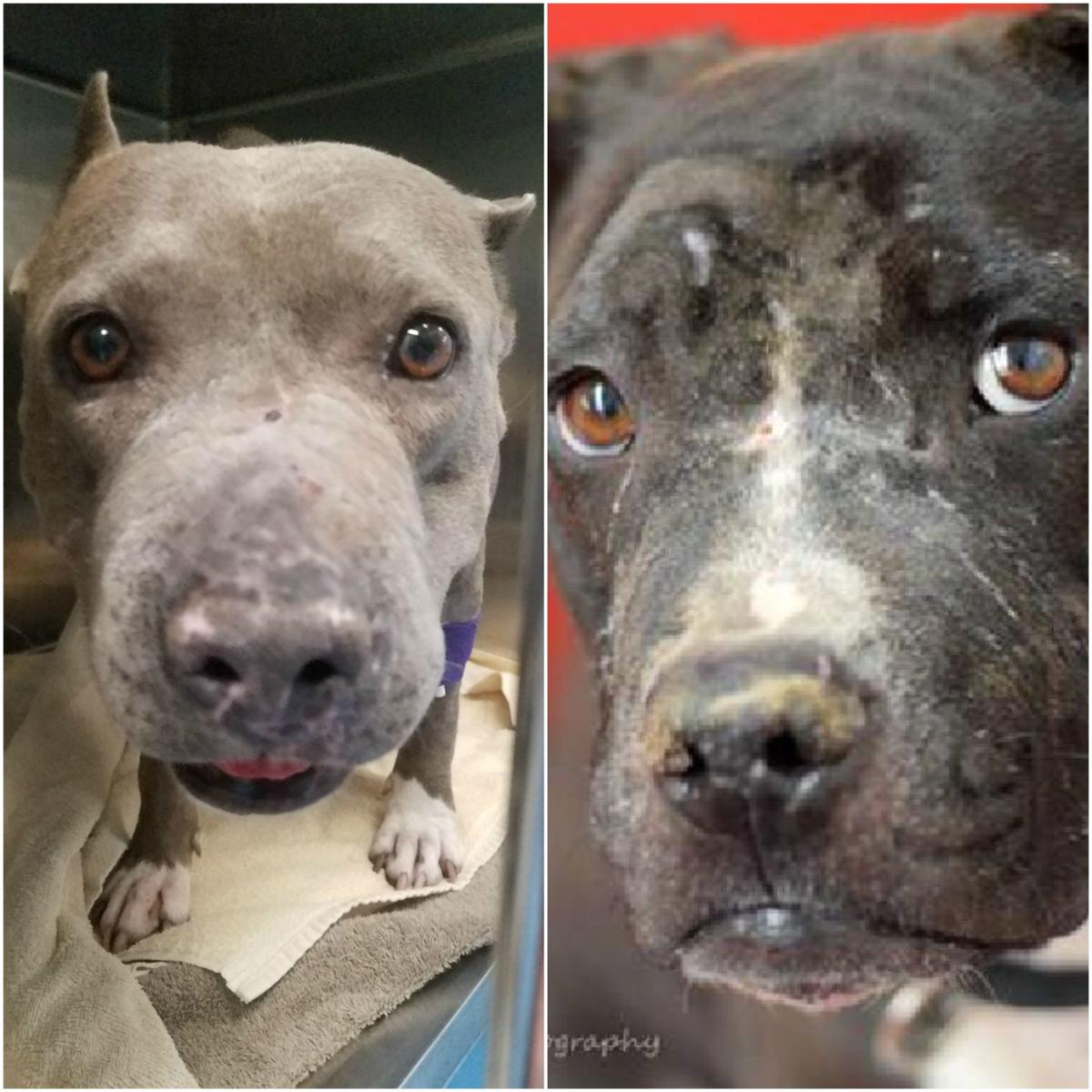 BlueBarry and Breezy