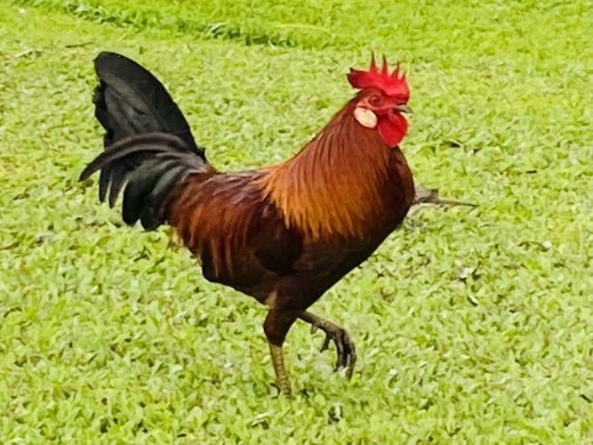 Cropped-Rooster.jpg