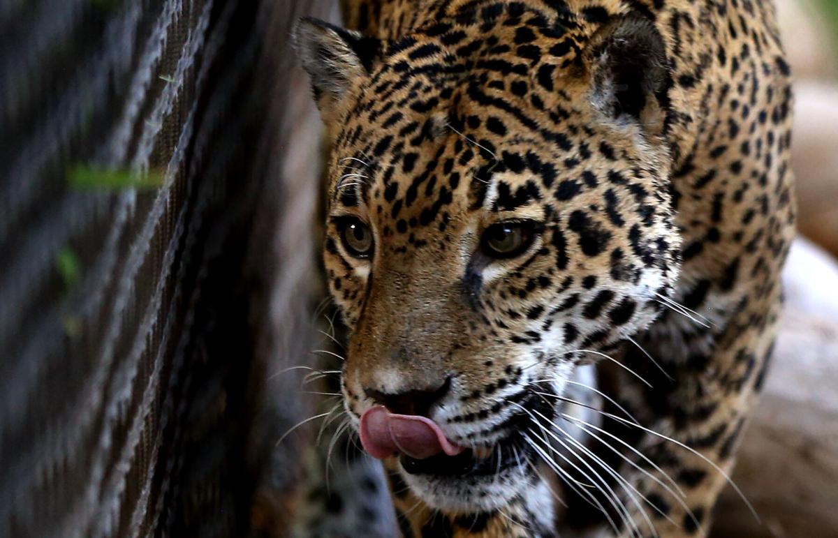 Red, White and Zoo 4th of July Celebration