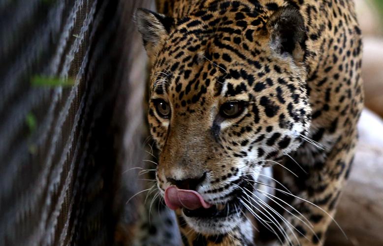 Red, White and Zoo 4th of July Celebration