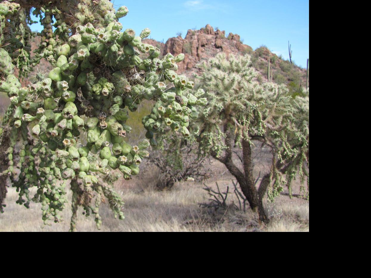 Admire The Jumping Cholla Cactus But Beware Of Its Tricks