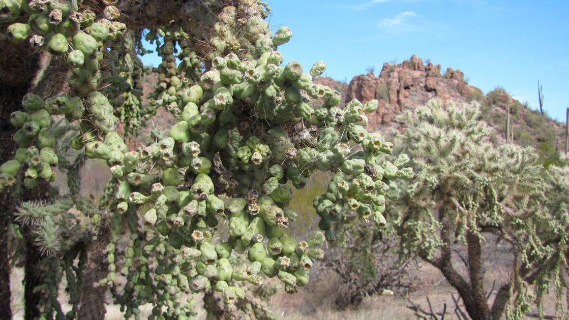 Flying Cactus Admire the jumping cholla cactus, but beware of its tricks