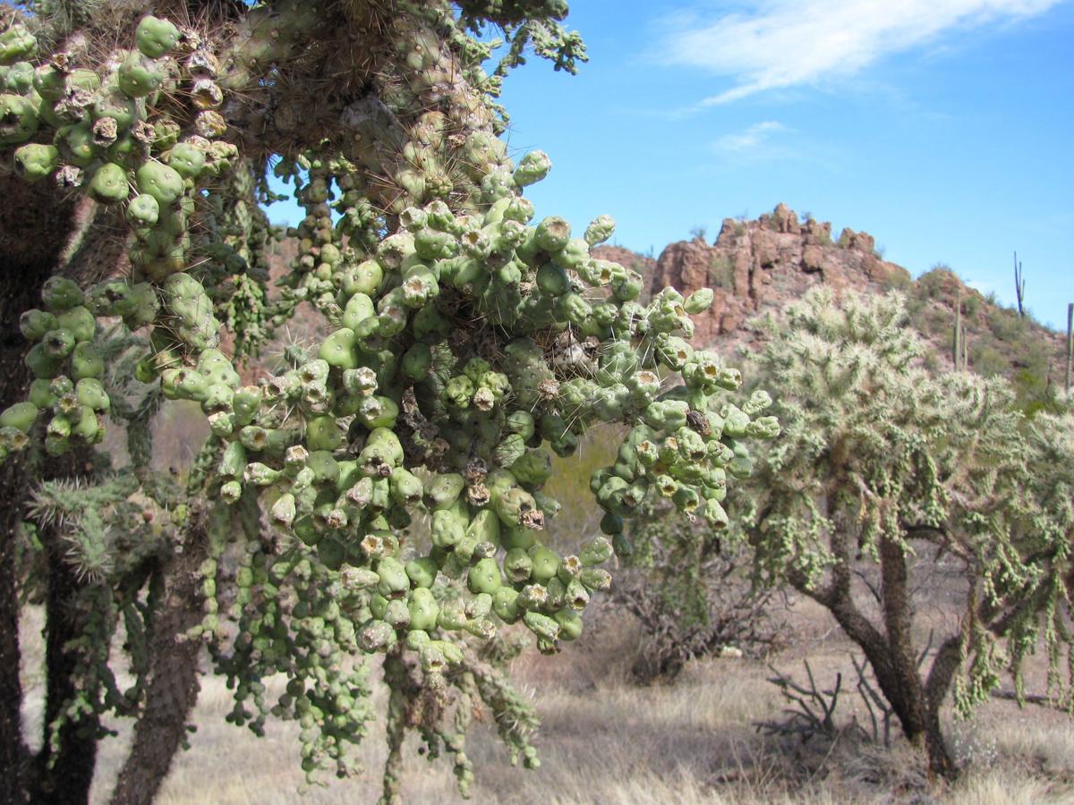 jumping cholla cactus