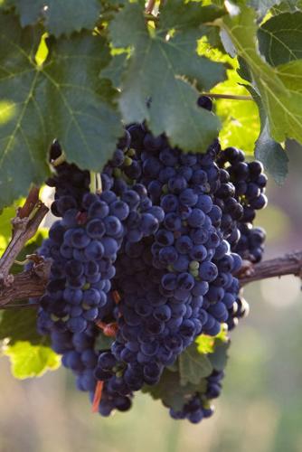 091913-cal-cwinefests-p1