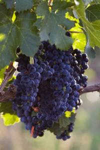 Caliente: Wine, dine and ... headbang?