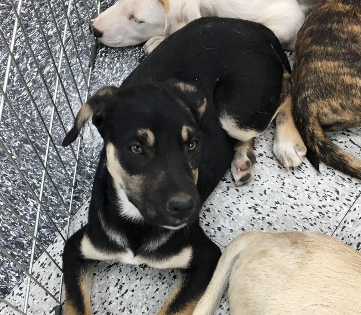 Adopt A Friend for week of April 17, 2017