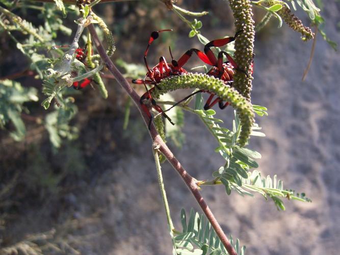 Readers' amazing insects