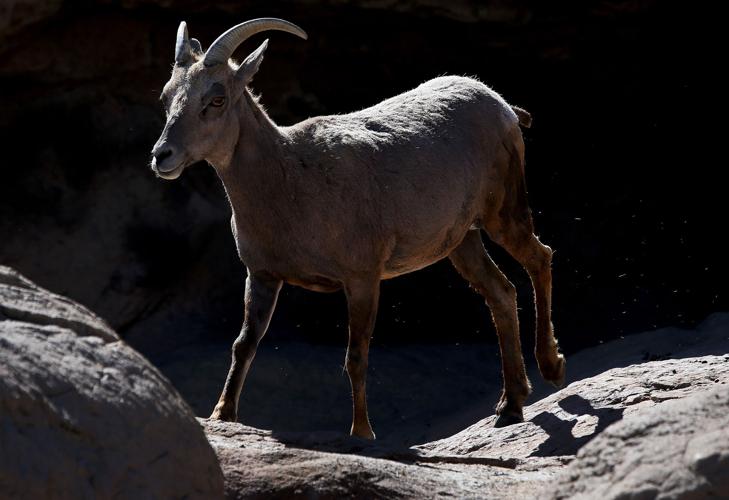 Baby bighorn lamb at the Desert Museum