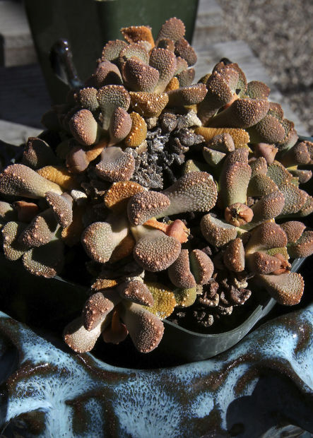 Succulent plants