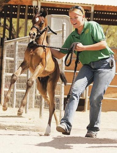 There's no time to horse around  