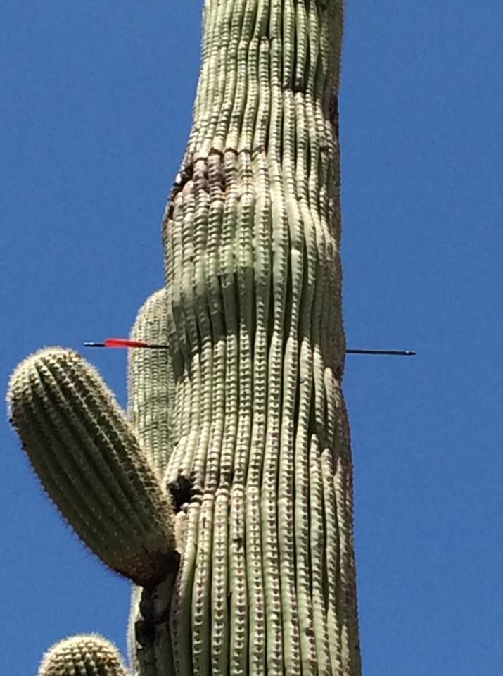 Arrow shot in cactus