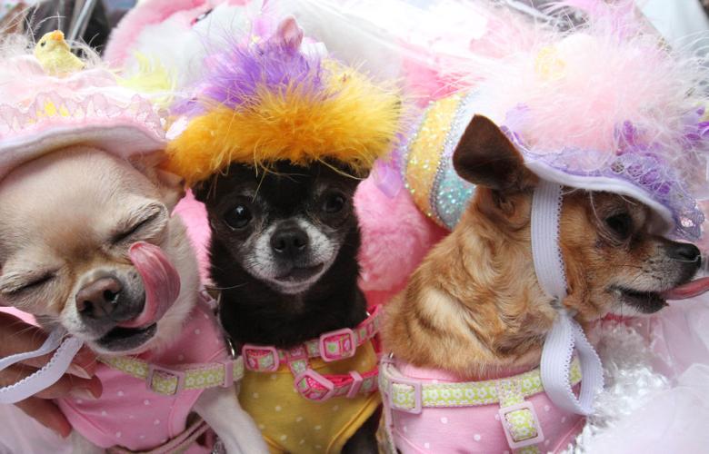 Easter dogs