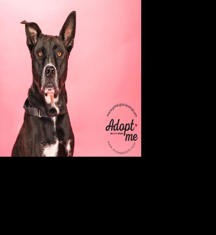 Adopt a friend: Sheila