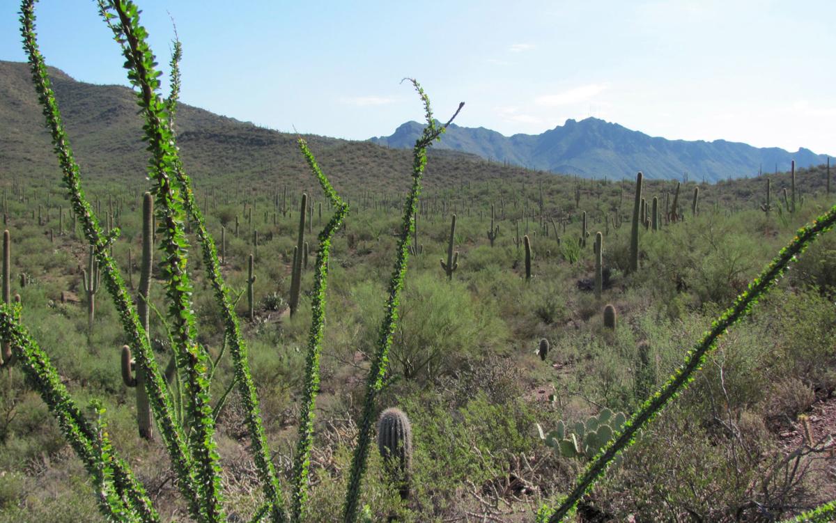 Top trails: Brown Mountain Trail