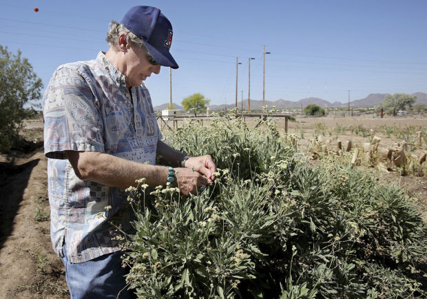 Tucson tech: Desert shrub guayule may be new major source of natural rubber    