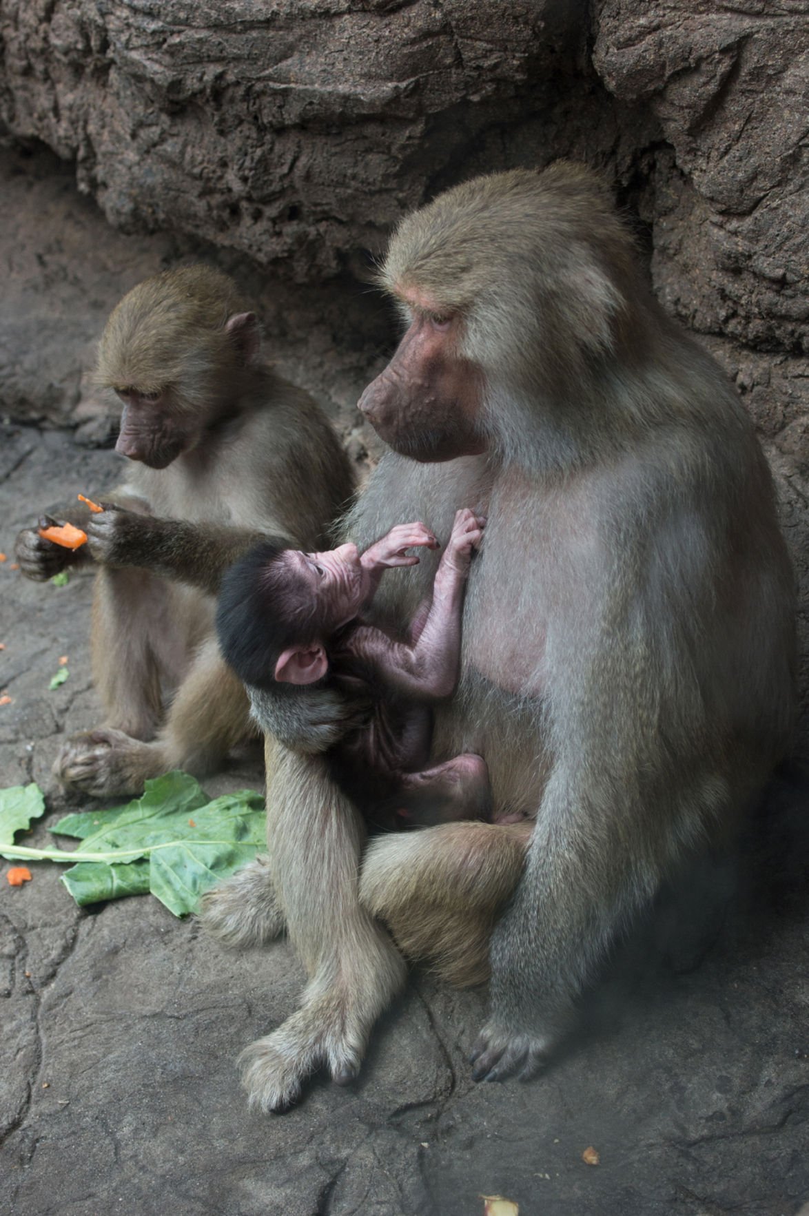 Baby zoo animals