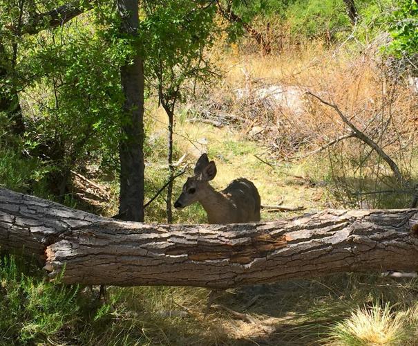 Deer in Madera Canyon