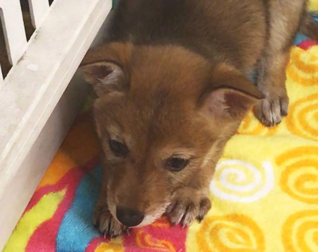 Baby coyote