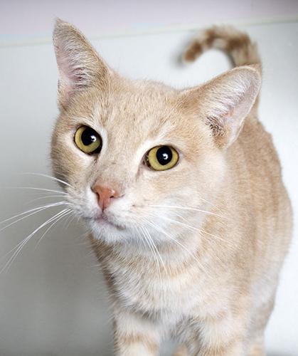 Adopt a Friend: Falafel