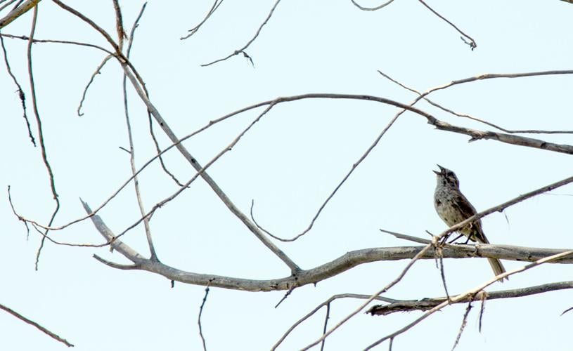Lower Santa Cruz River
