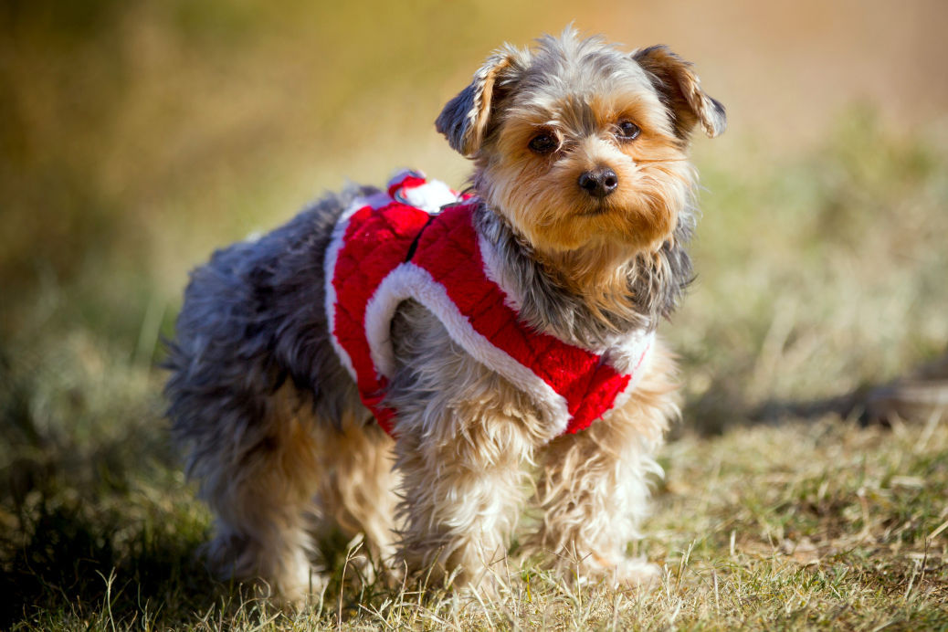 Cooper the dog returns home