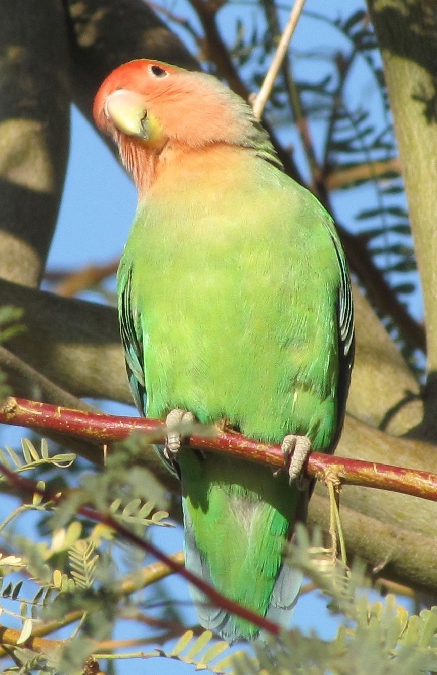 Arizona’s African Valentine, the Rosy-faced Lovebird | Saddlebag Notes ...