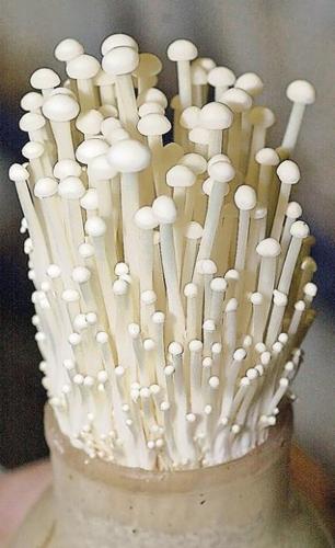 Fungus among us  