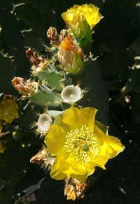 Tucson in 100 Objects — Prickly pear