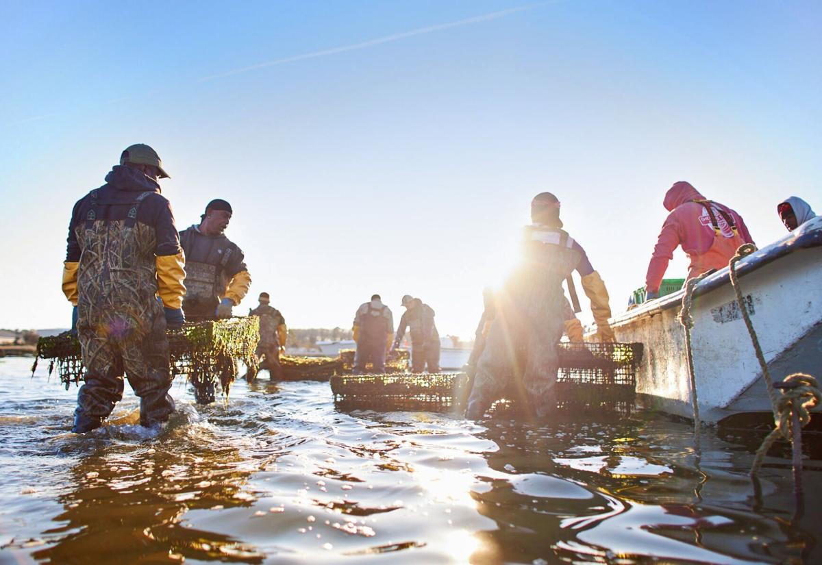 Cherrystone Aqua-Farms, a Virginia pearl on the Eastern Shore