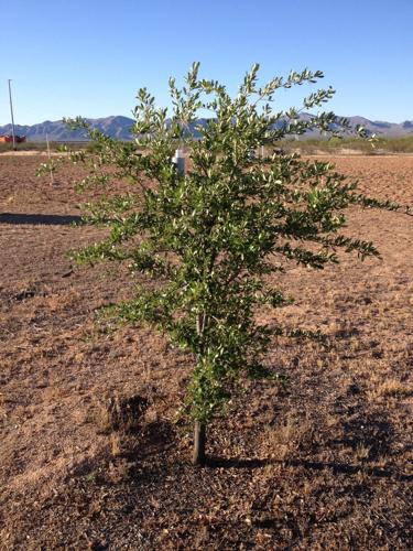 I’m Repainting; Should I Re-Stucco Too?