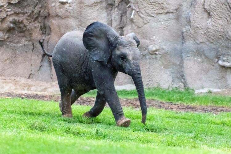 Sunday, August 20 — Buy a present for Nandi the elephant's birthday