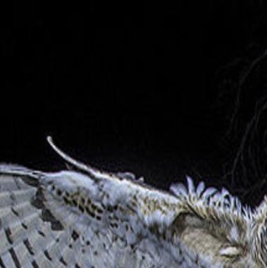 Great Horned Owl Saddlebag Notes Tucson Com