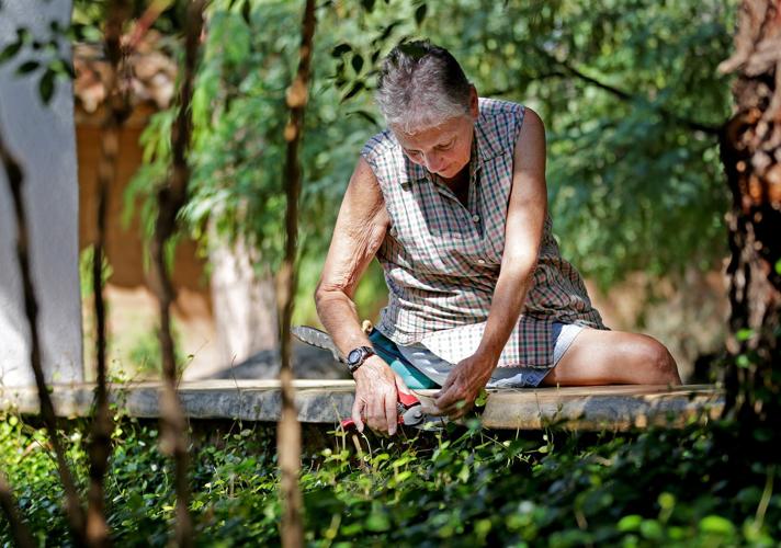 Pruning at Tucson Botanical Gardens