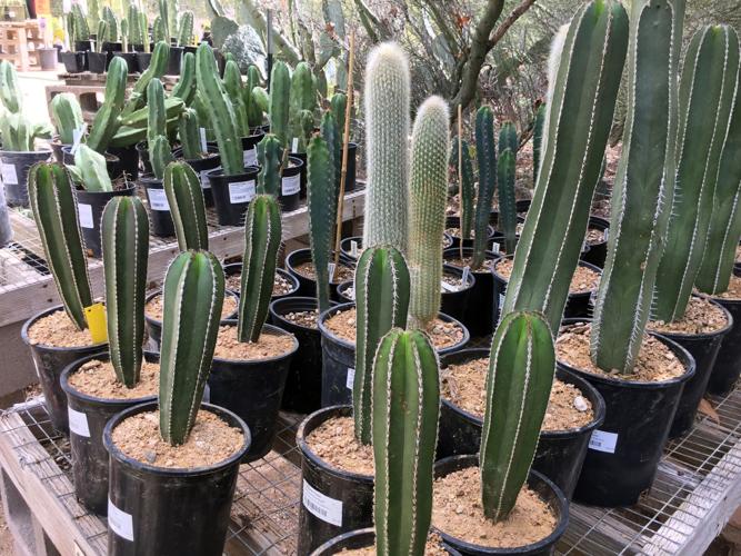 Tohono Chul plant sale