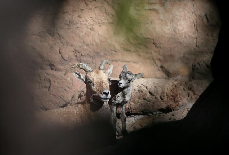 Arizona-Sonora Desert Museum