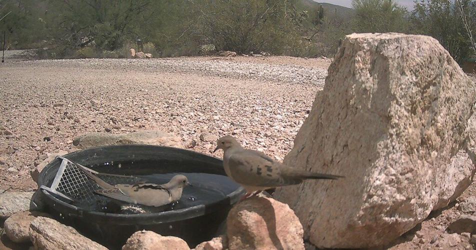 How to Set Up a Water Bowl for Backyard Wildlife