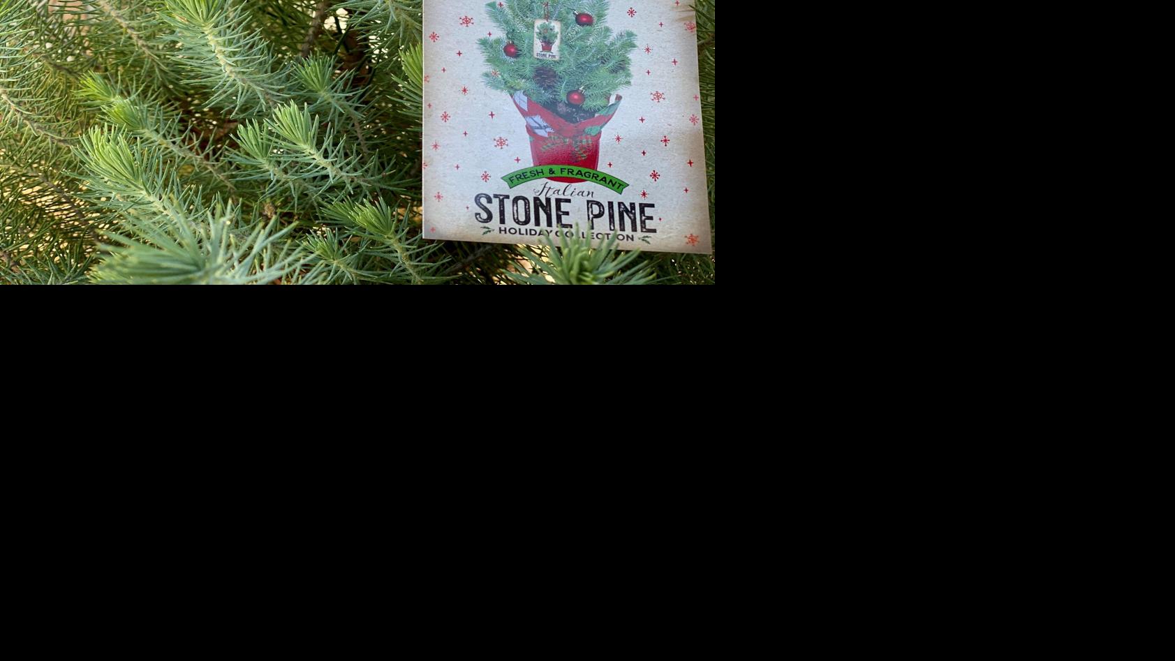 Pine trees for the desert