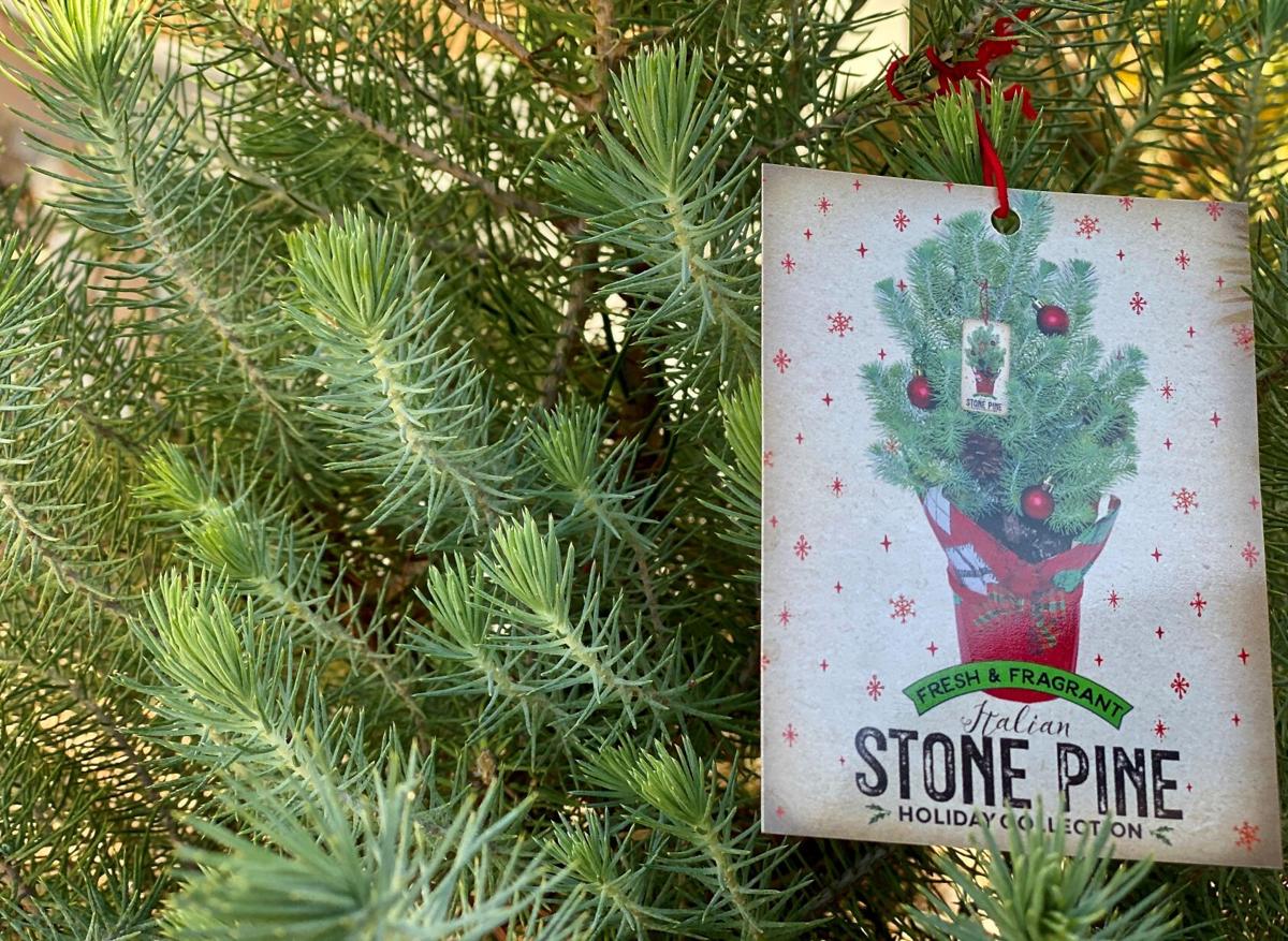 Italian stone pine Christmas tree