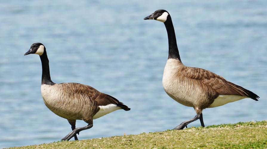 Prudy_Bowers_Original_Goose_Step.JPG