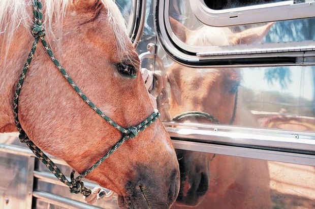 Crazy about horses and showing off  