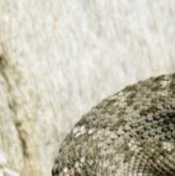 Rattlesnakes Out And About In Southern Arizona Time To Stay