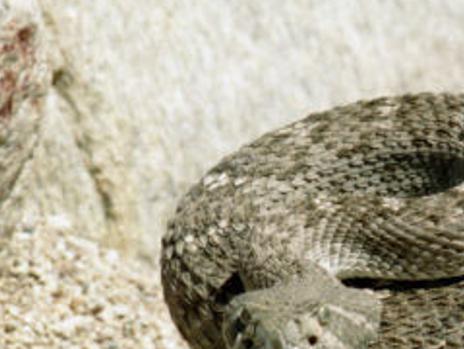 Rattlesnakes Out And About In Southern Arizona Time To Stay